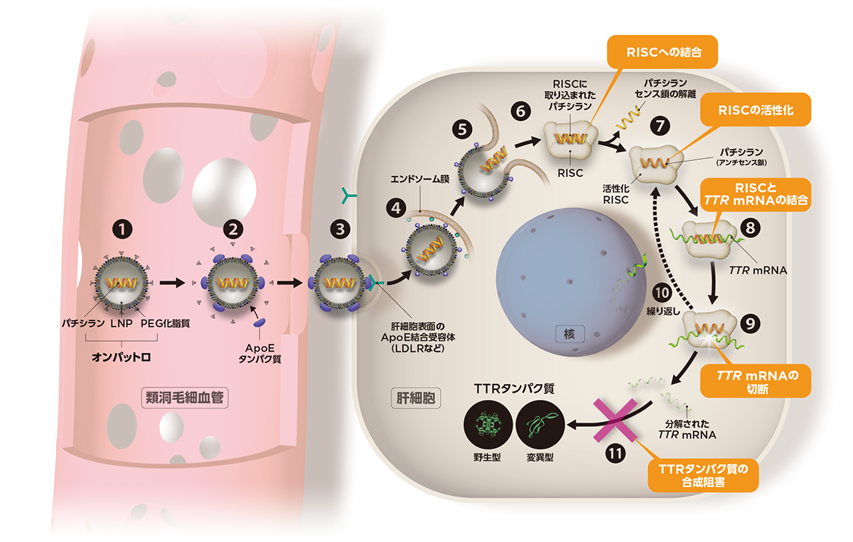 オンパットロはRNAiによりトランスサイレチン(TTR)の産生を特異的に阻害する世界で初めてのsiRNA製剤です。